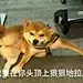 猫狗表情包