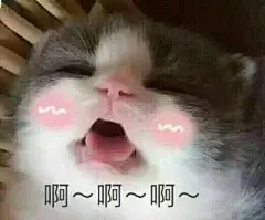 啊啊啊 可爱猫咪生气 丢脸表情包的搜索结果_360图片