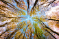 trees-5605176