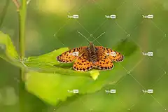 蝴蝶 小珍珠边贝母 紫罗兰 鳞翅类 规格 斑 花壁纸 美丽的花朵