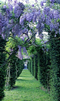 Wisteria Allėe, Château de La Ballue, France.