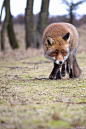 Red Fox by Babs Boelens