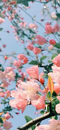 [wo的手机壁纸君]