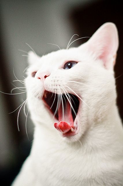 White Cat #kitten #c...