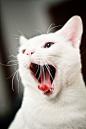 White Cat #kitten #cat #white: 