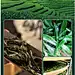 朝颜福鼎白茶白牡丹茶饼明前茶叶原料陈年老白茶高山紧压茶饼350g-tmall.com天猫