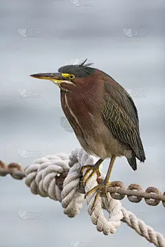 苍鹭，绿色苍鹭