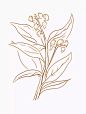 茯苓手绘_360图片