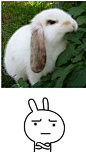 兔叽