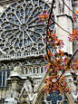 Rose Window, Cathedrale Norte-Dame, Paris