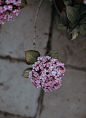 Flower, blossom, petal and plant HD photo by Annie Spratt (@anniespratt) on Unsplash