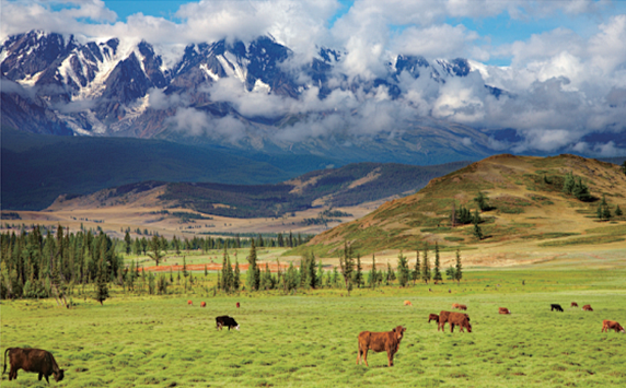 欧洲黄牛在原生态的欧洲阳光牧场长大那里空气清新饲料肥沃饲养方法