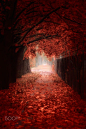 During autumn foliage by Andy 58 on 500px