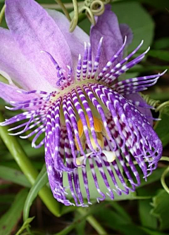 陌上花開緩緩歸采集到夢裏花落