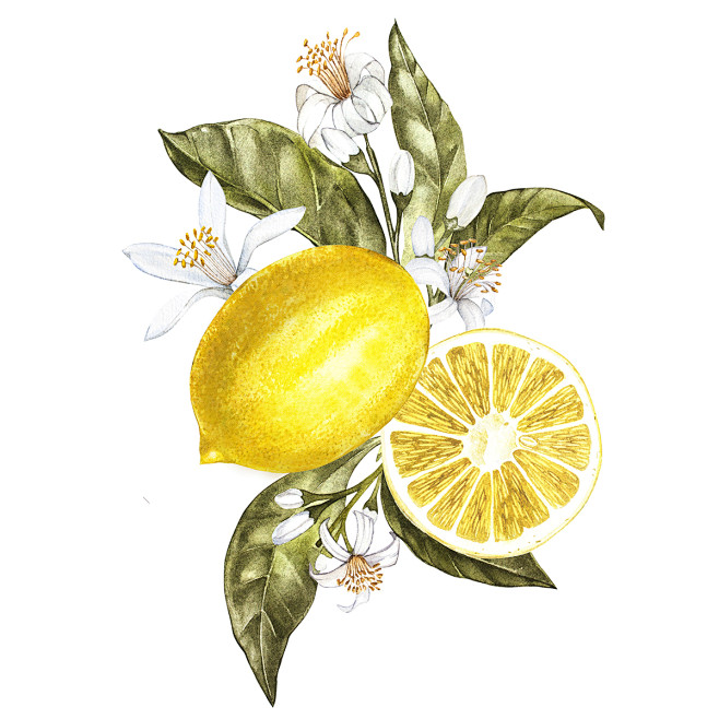 Lemon : Branch of wa...