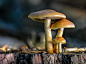 Pilz by Michael  on 500px