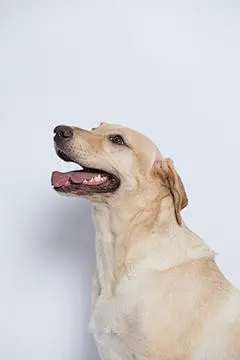 点击来源直接获取大图文件 |The simple Labrador makes all kinds of funny expressions on the white background