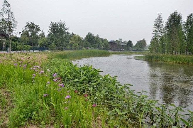 上海迪士尼星愿公园：湖泊植物景观