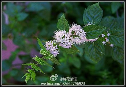 #花语#【3月16日生日花】薄荷 ,花语...