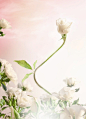 粉花