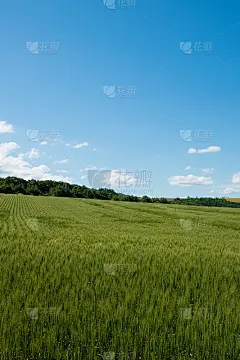 夏日碧绿的麦田映衬着蔚蓝的天空