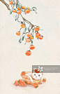 柿子,猫,节气,插画,秋天正版图片素材