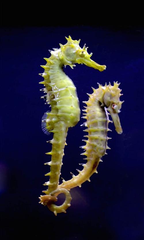 海马 海洋生物_百度图片搜索