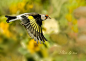 红额金翅雀 Carduelis carduelis