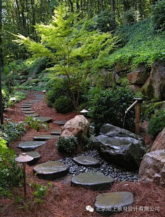 倔强天使采集到庭院花卉和绿植
