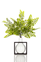 Fern in White Box Vase - 15" x 12" by Spring: Designer Floral Arrangements on @HauteLook