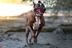 欢快的表情包：逗逼拳师犬表情笑翻天  : 匈牙利布达佩斯摄影师Tamas Szarka用镜头捕捉了自己的爱犬Strawberry的欢快表情包。