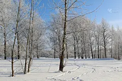 冬季景观树木多霜，天气晴朗