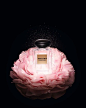 ::.UrCosme.::[新品]  GIORGIO ARMANI「高級訂製淡香水花園蘇州牡丹」演繹出高雅清新的極致氣息 | GIORGIO ARMANI 美妝新聞 | 2015年2月10日 : GIORGIO ARMANI 美妝新聞, 在義式奢華中 注入東方哲理
演繹出高雅清新的極致氣息...@北坤人素材