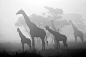 摄影师：皮耶路易吉·里扎多（Pierluigi Rizzato）

作者描述：“一个长颈鹿群通常都只包括几头个体，只有在同一颗树上进食或者是有天敌接近时，它们才会大规模的聚集在一起。在非洲热带大草原驱车行进的时候，我发现了身处浓雾中的几头长颈鹿，于是停下车，将这幅场景拍摄了下来。”