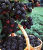 黑莓采摘。