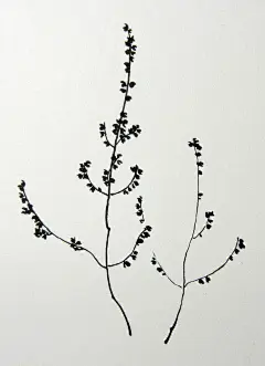 野草-yukihumi_68676_手绘,黑白,花草_涂鸦王国插画