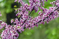 猩红色——一种开着紫色花朵的树，紫荆树或犹大树