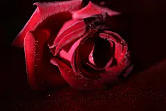 妇女节背景，玫瑰花，女生节背景，爱情，情人节背景，love，爱情，鲜花，花朵，红色玫瑰花，情侣，七夕节背景，818A4744 – 饿狐背景网站-微距高清设计素材免费图片下载海报壁纸摄影背景素材，背景图，背景墙，背景板，背景图片，背景纹理，背景板设计，背景材质，背景大图