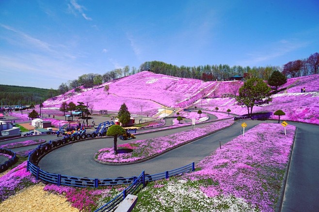 日本北海道的东藻琴芝樱公园最佳观赏期是五...