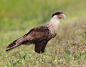 Crested Caracara by Axel Hildebrandt on 500px