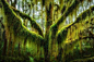  美国俄勒冈州的斜假水青冈木，树上挂满了长长的苔藓，就像一只长满了长毛的巨兽，正在张牙舞爪。