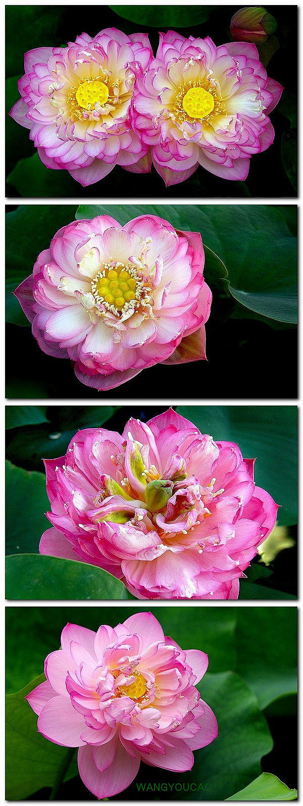 牡丹荷牡丹荷属于重瓣品种花瓣通常有七八层不同于单瓣的品种牡丹荷