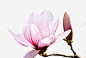 木兰花高清素材 木兰花 粉色 花卉 花开 花朵 免抠png 设计图片 免费下载