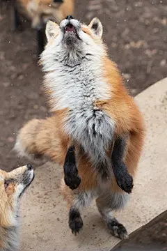 狐狸超话#狐狸# 朋友！你是否整日愁眉苦脸！朋友！你是否天天觉得狐生无聊乏味！朋友！尽情的笑吧！明天会更美好！笑一笑！狐年少！愁一愁！白狐头！爱笑的人！喜乐平安伴一生！
twi：@LIA9821
（最后一张是网上找的中老年表情包，过于情雕，别打我） ​