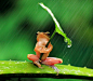 小树蛙紧握树叶抵挡暴风雨