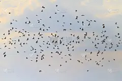 唱歌的鸟儿在黄昏飞翔