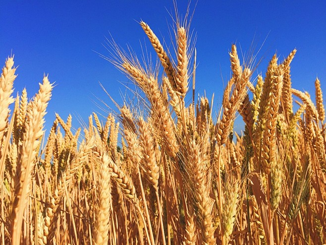小麦, 草, 大麦, 秋, 收获, 自然...