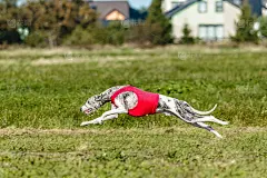 惠比特短跑犬在场上奔跑追逐