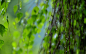 wet_twigs_summer-2012_Aero_Bokeh_selected_Wallpaper_2560x1600.jpg