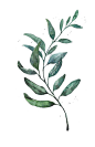 Watercolor Leaf for HerbaLine on Behance